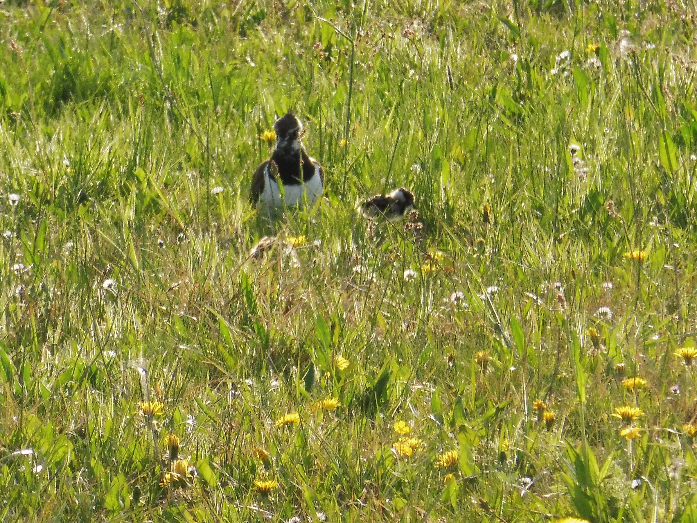 Kiebitz Nachwuchs - immer seltener zu beobachten