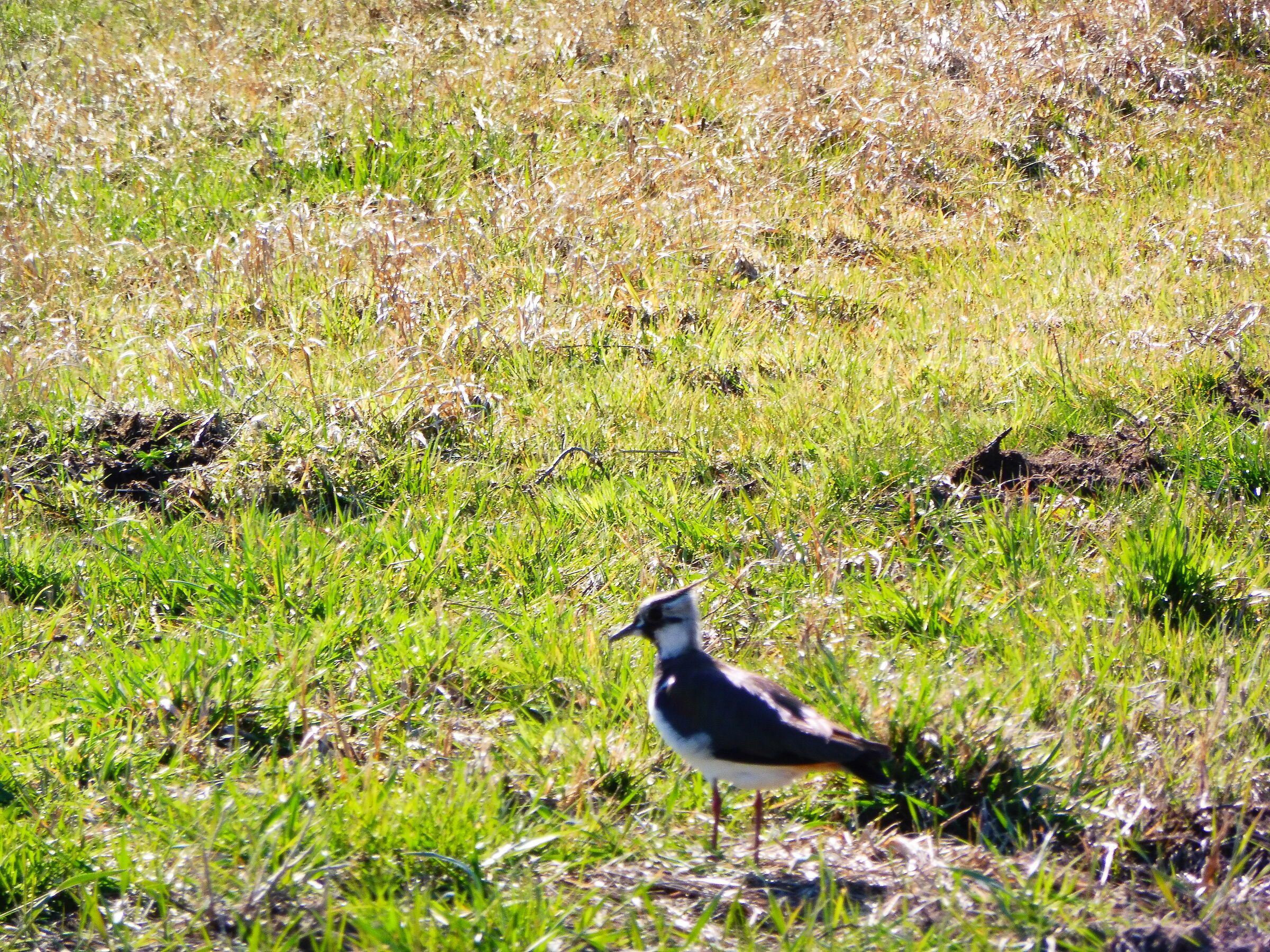 Kiebitz auf Futtersuche