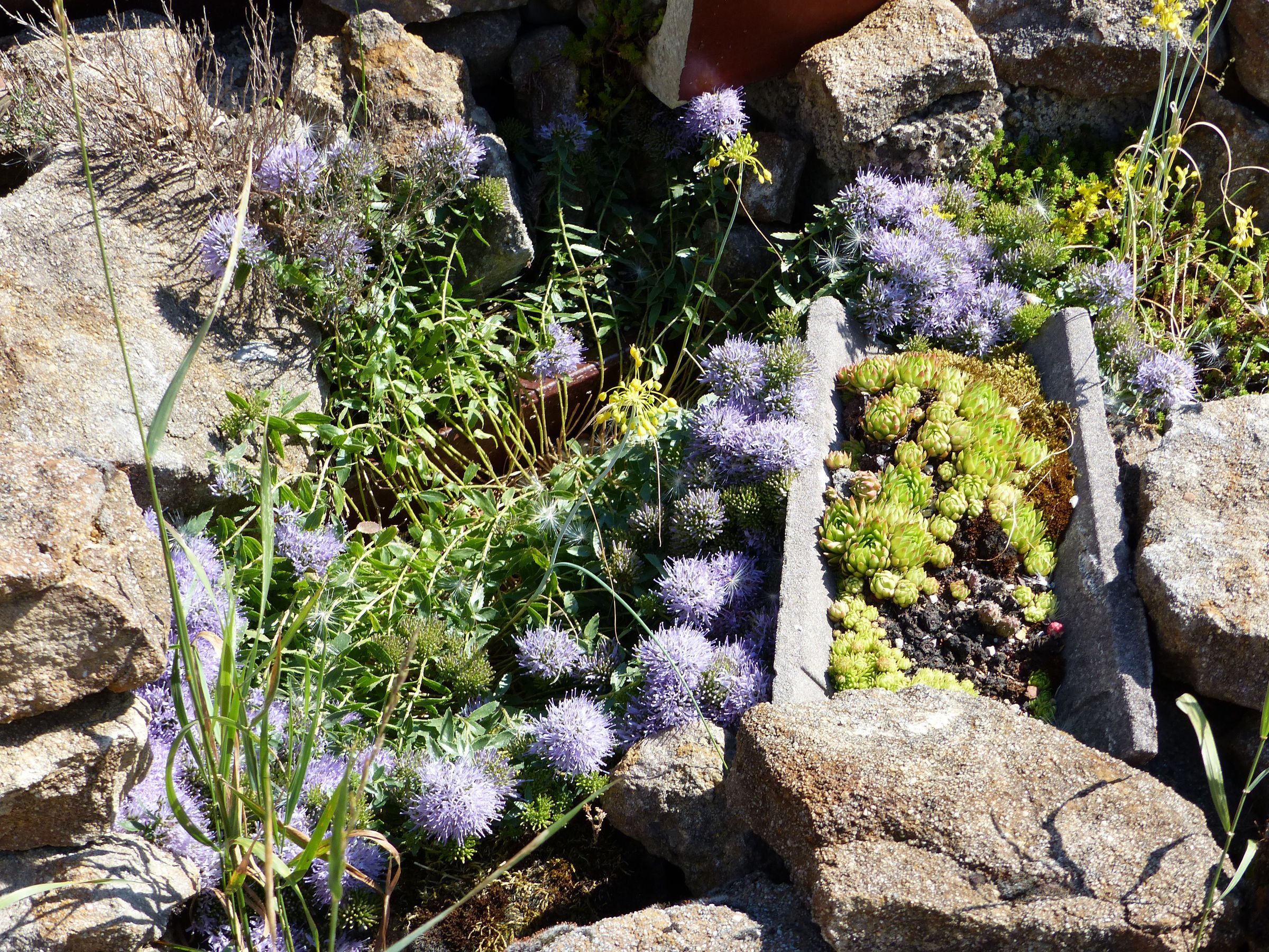 Ein Steingarten auf Bauschutt