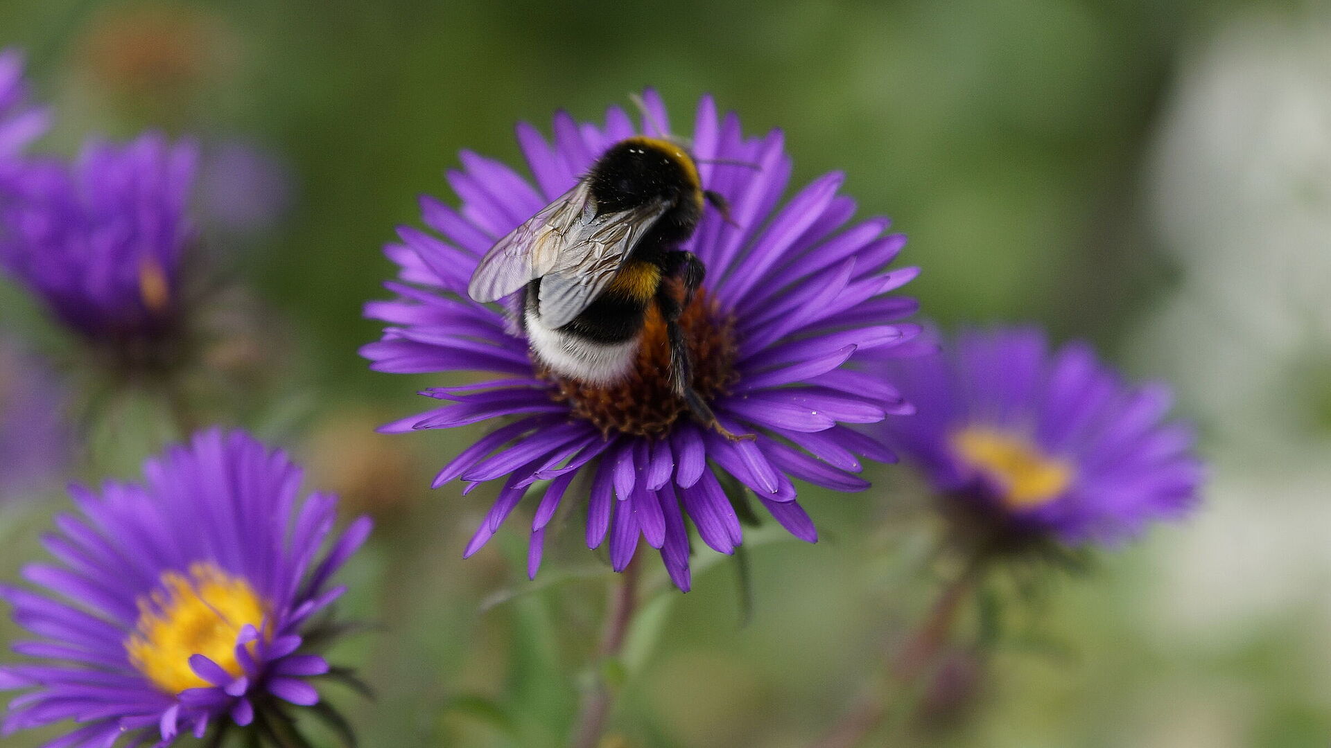 Natur statt Schotter BUND Naturschutz in Bayern e.V.