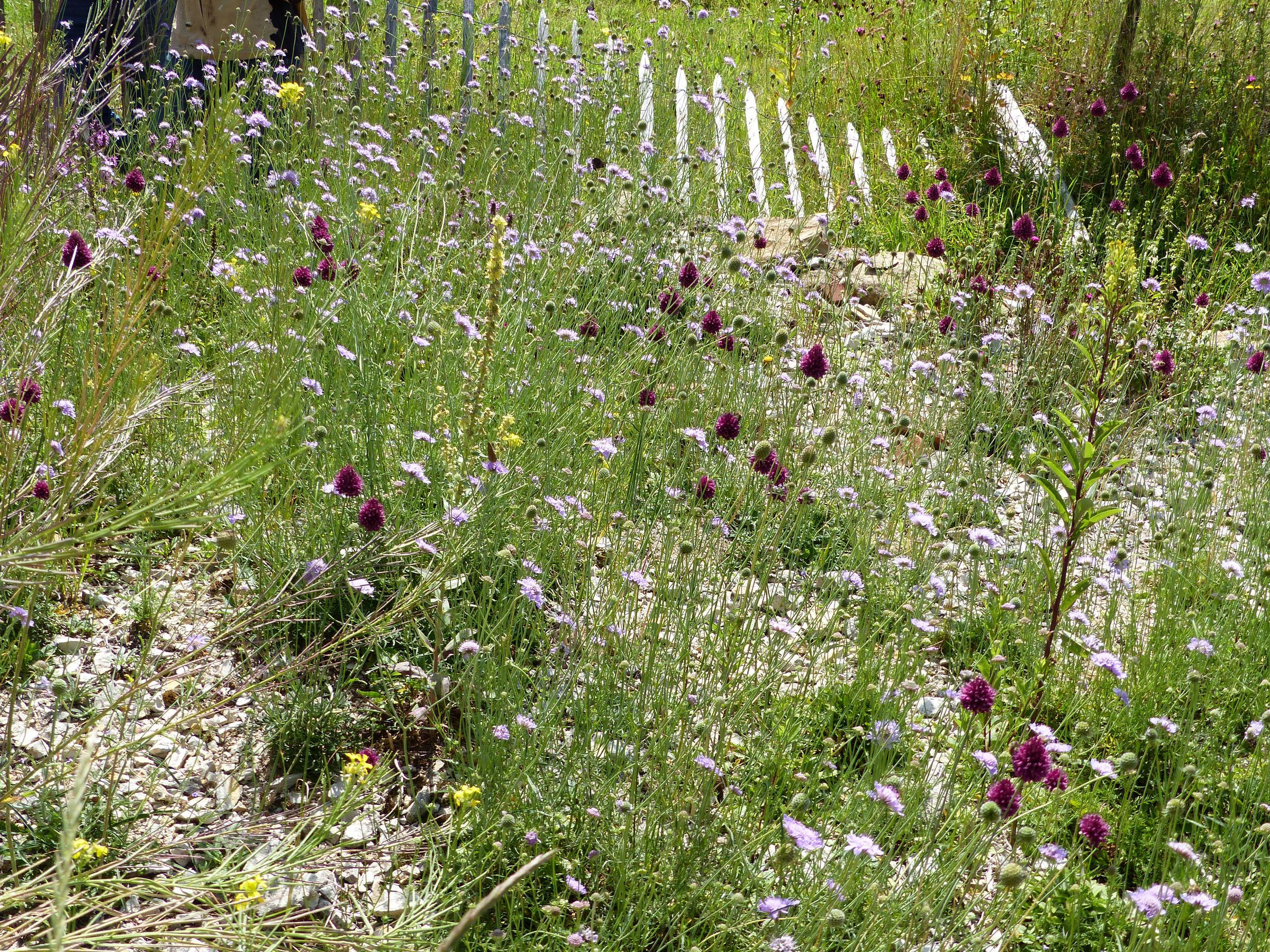 Vielfalt auf Schotter