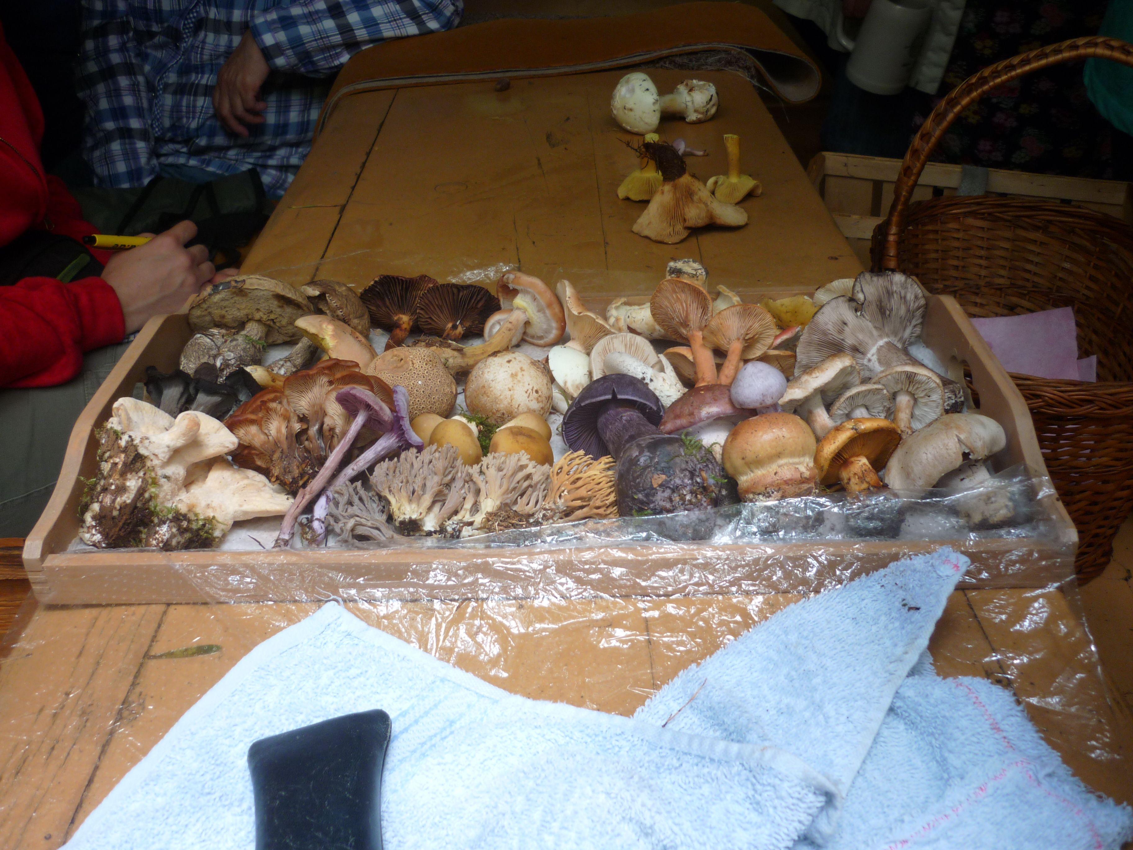 Zum Abschluss erhielten alle, die bis zum Ende durchgehalten hatten, einen Überblick über die wesentlichen Pilze, die man erklärt bekommen hatte. Zum Abschluss erhielten alle, die bis zum Ende durchgehalten hatten, einen Überblick über die wesentlichen Pilze, die man erklärt bekommen hatte.