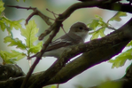 Bild 3
( ) Tannenmeise
( ) Haussperling
( ) Grauschnäpper