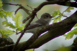 Bild 3
( ) Tannenmeise
( ) Haussperling
( ) Grauschnäpper