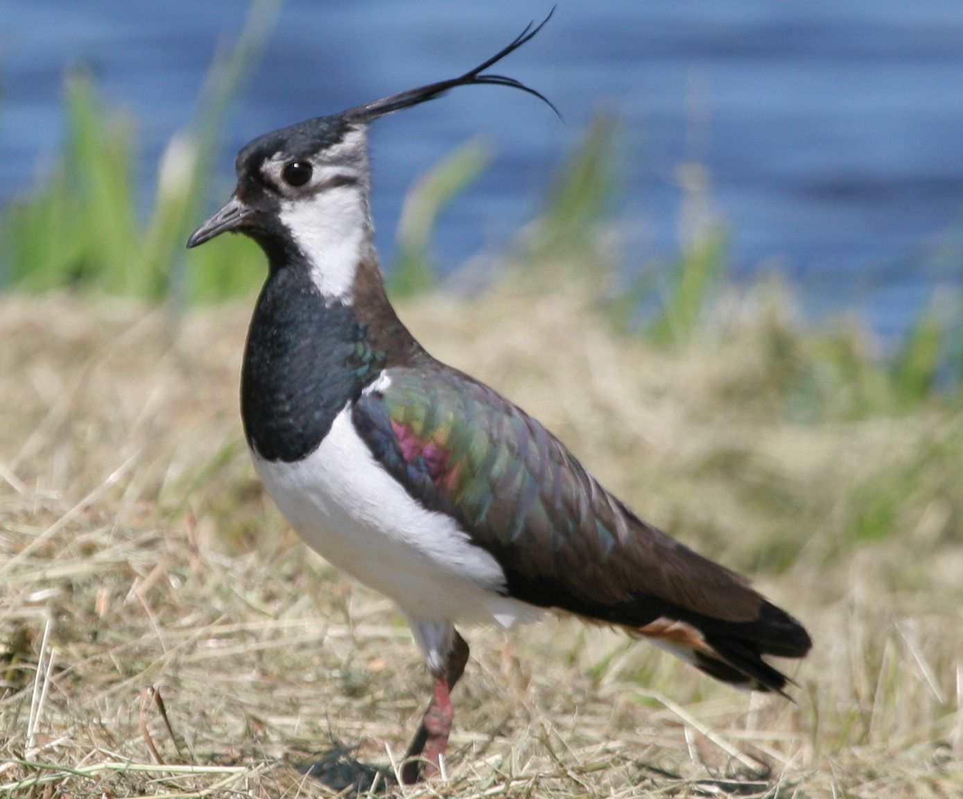 Kiebitz Männchen, erkennbar an den langen Kopffedern Kiebitz Männchen, erkennbar an den langen Kopffedern