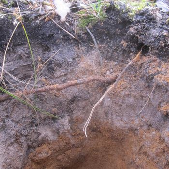 Hier kann man schön die oberste Decke aus Blätter, Nadeln, Zweigen und Zapfen sehen. Dann kommt die erste Schicht, der Humus. Kaum 10cm stark. Dann folgen Sandschichten, entstanden durch Verwitterung von Sandstein. Hier kann man schön die oberste Decke aus Blätter, Nadeln, Zweigen und Zapfen sehen. Dann kommt die erste Schicht, der Humus. Kaum 10cm stark. Dann folgen Sandschichten, entstanden durch Verwitterung von Sandstein.