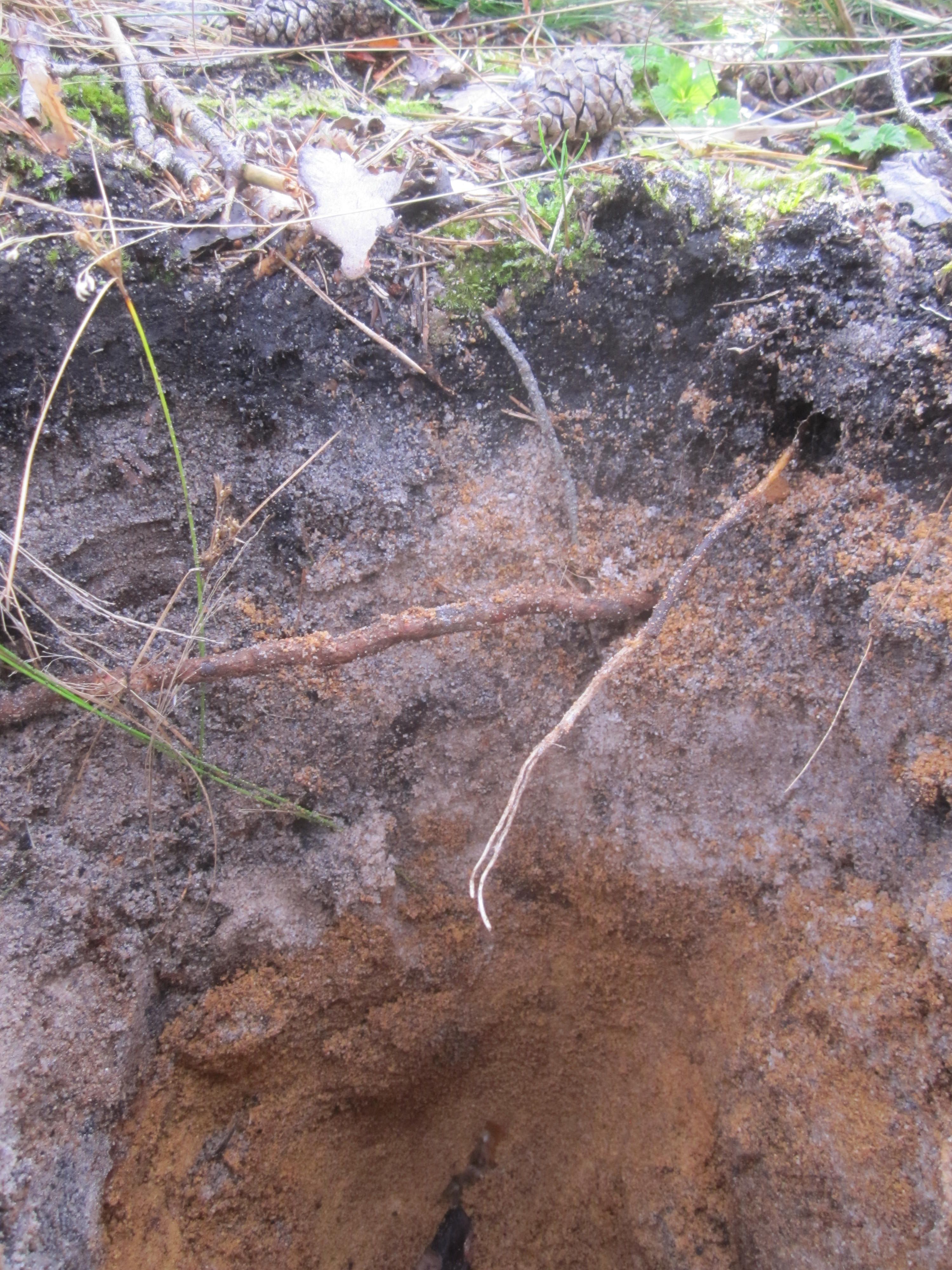 Hier kann man schön die oberste Decke aus Blätter, Nadeln, Zweigen und Zapfen sehen. Dann kommt die erste Schicht, der Humus. Kaum 10cm stark. Dann folgen Sandschichten, entstanden durch Verwitterung von Sandstein. Hier kann man schön die oberste Decke aus Blätter, Nadeln, Zweigen und Zapfen sehen. Dann kommt die erste Schicht, der Humus. Kaum 10cm stark. Dann folgen Sandschichten, entstanden durch Verwitterung von Sandstein.