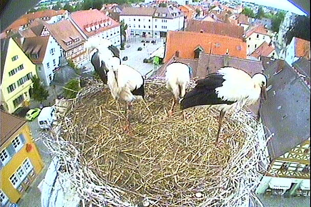 Blick in das Storchennest in Höchstadt