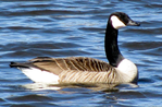 Bild 2
( ) Graugans
( ) Kanadagans
( ) Nilgans