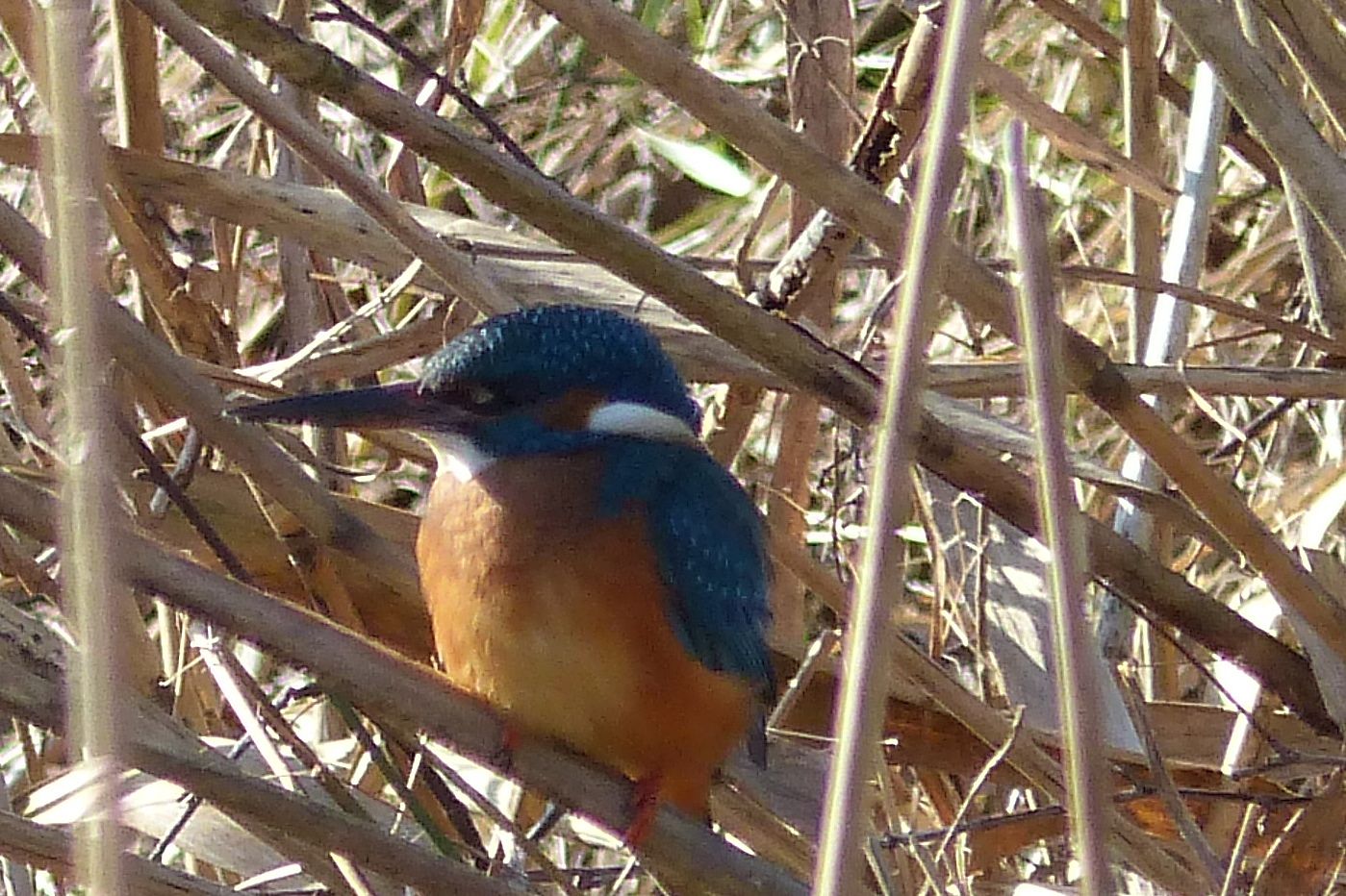 Eisvogel am BN-Weiher in Röttenbach, Februar 2015