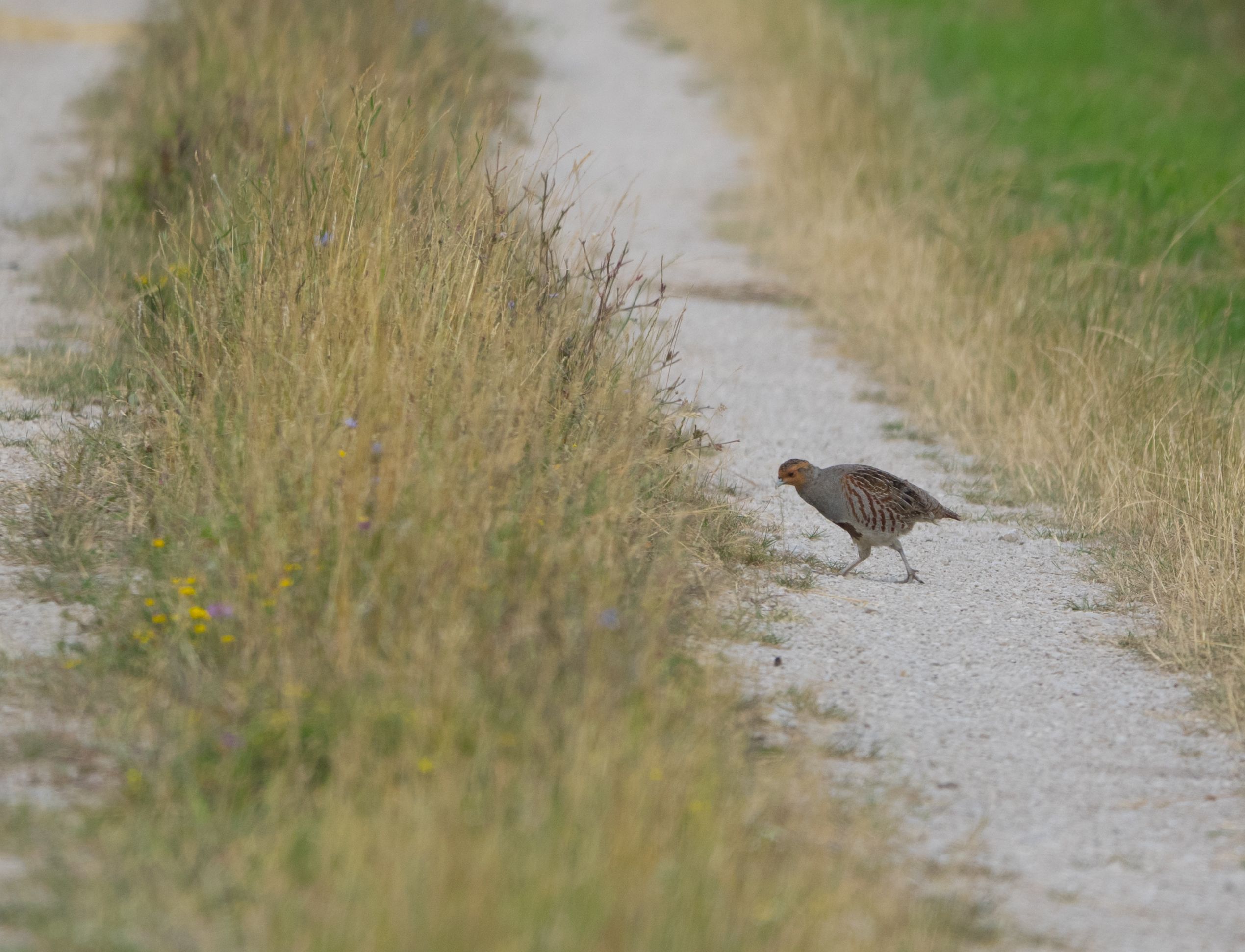 Rebhuhn Vogel des Jahres