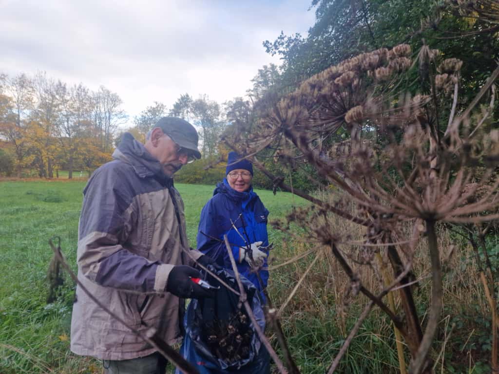 Riesenbärenklau Hemhofen