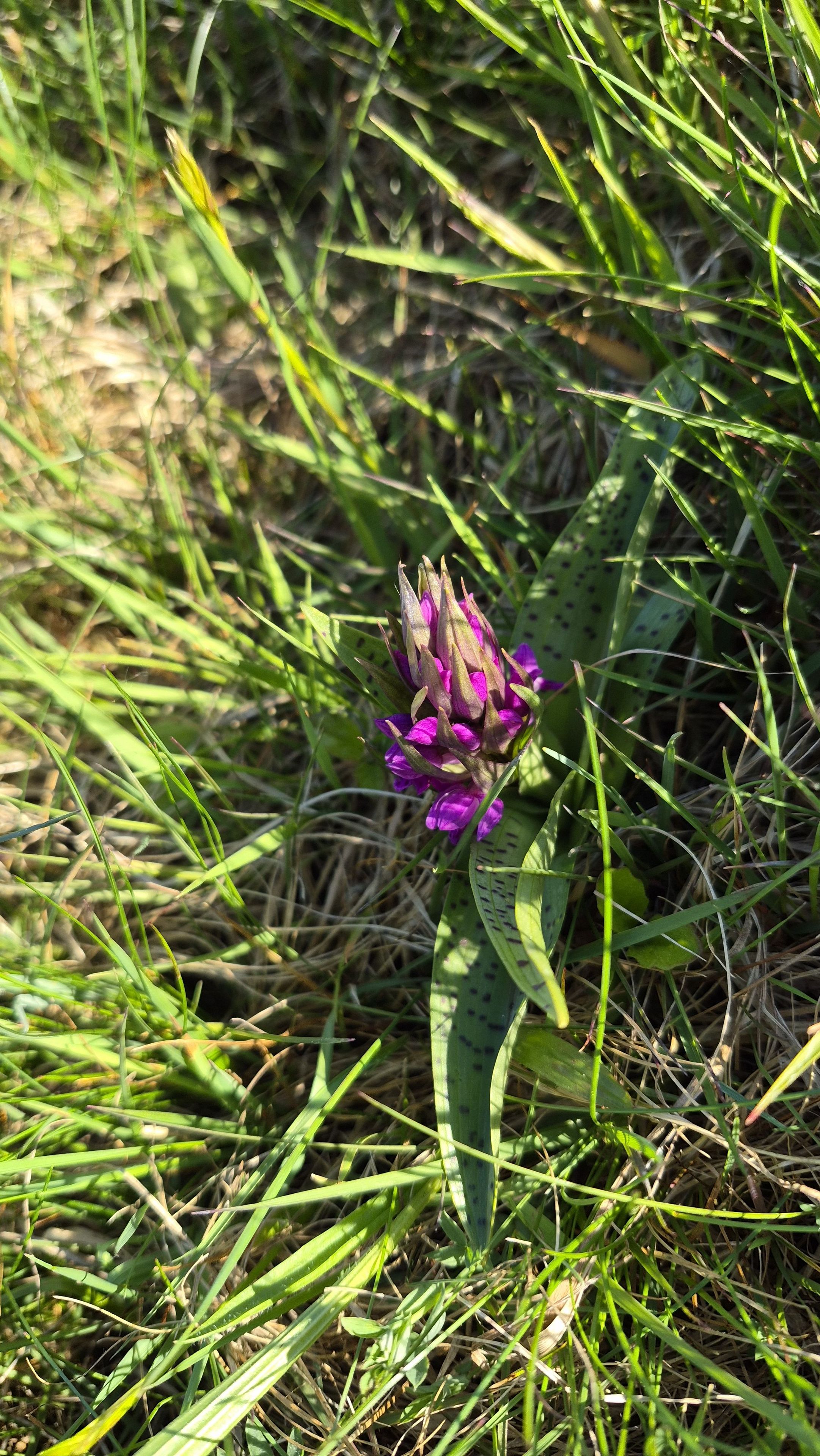 Orchidee