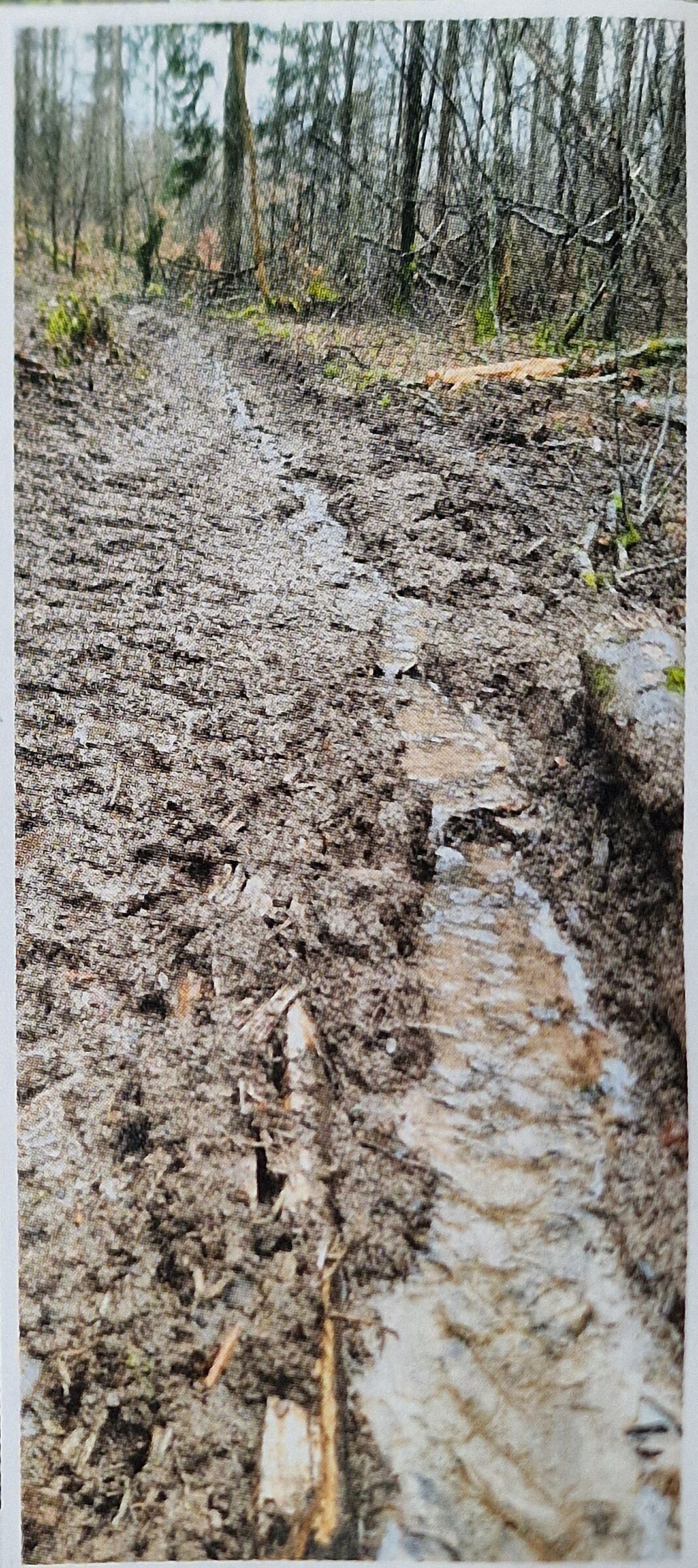 Wie ein Drainagekanal: Tiefe Furchen von Forstmaschinen tragen zur Entwässerung der Wälder bei.